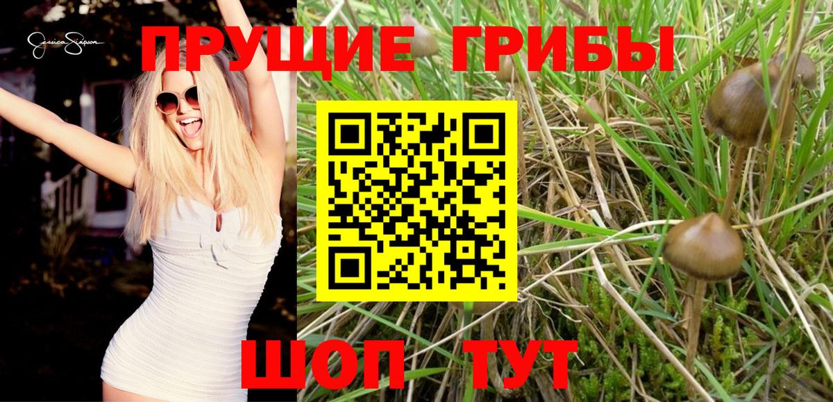 Галлюциногенные грибы Psilocybine cubensis Борисоглебск